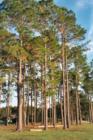 Pines at Sam Rayburn Reservoir picnic area