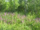 Flowers in Field
      Marmora, Ontario