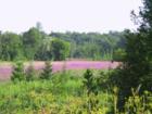Flowers in Field
      Marmora, Ontario