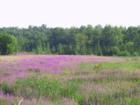 Flowers in Field
      Marmora, Ontario