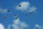 Pelicans Wrightsville Beach NC. Photo by Ginger Sala Wrightsville Beach Realtor
