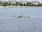 geese on the pond at Lakewood Valley sudivision i n Aurora