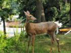 Deer Very Near Downtown Haworth New Jersey