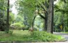 Deer Very Near the Downtown of Haworth New Jersey