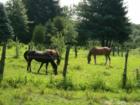 Horses in Pasture
