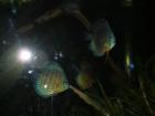 Aquarium of San Francisco