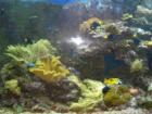 Aquarium of San Francisco
