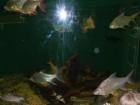 Aquarium of San Francisco