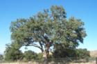 "Old Glory" This Huge 400+ year old Oak tree was made famous when John Quigley lived in it to save it from being removed for highway expansion.  The tree was later moved to it's present location here in Pico Canyon Park