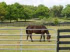 Equestrian Friendly Communities in Alachua