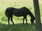 Horses are everywhere in Round Hill, Virginia.  There are about 750 residents of Round Hill and an equal number of horses.  