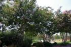 Tonyon Park Trees