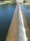 Birds of a Feather - Moira River Dam