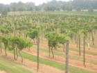 Chateau Elan Winery And Resort! Teresa Johnson and Associates; REMAX Greater Atlanta; www.AtlantaHomeStore.com 