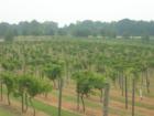 Chateau Elan Winery And Resort! Teresa Johnson and Associates; REMAX Greater Atlanta; www.AtlantaHomeStore.com 