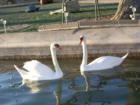 Swans on Dawn Lake
      in Sun City