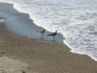 Beach Birds