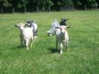 Pygmy Goats