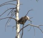 Bald Eagle on Snake River