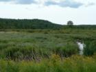 Wooler Road Marsh