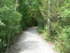 Wooded path leading to the Bleasdale Boulder