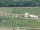 Loudoun County is a popular area for wineries and wine grape farms.  The ground, weather and gently rolling hills are perfect for high quality grapes.  