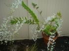 A white Orchid is very popular for making lei's.  