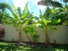 Our two banana trees and our Plumeria tree.  Both of these are very abundant in Hawaii.  Plumerias smell very nice.