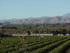 Camarillo Fields