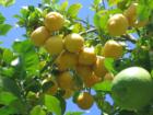 Camarillo lemons