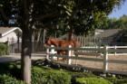 Orange Park Acres Equistrian Community