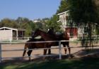 Horses in Orange Park Acres
