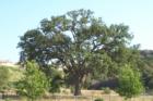 "Old Glory" This famous 400+ oak tree is now located in Pico Canyon park