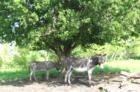 Donkeys lazing under a tree in the countryside outside Jarrell.