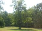Wake Forest NC Landscape. Green spaces and mature trees.