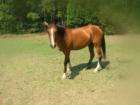 Wake Forest NC is horse country in Southern Granville County and Northern Wake. 