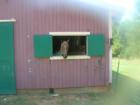 Wake Forest's Pink Barn - It is a must see while visiting Wake Forest NC.