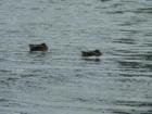Mallards sleeping on the Bay
