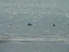 Mallards swimming on the bay of Quinte