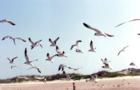 Sea Gulls at South Padre
