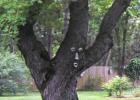 An "Old Man In The Tree" gives you an idea of the laid back nature of Oak Grove Minnesota.