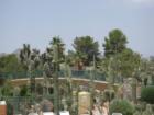 Carefree Resort Landscape