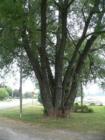 Multi-trunk tree at Brighton dock