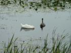 Swans on the Bay