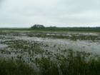 Lily pads on the Bay