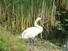 Swan on the shores of Presqu'ile Bay