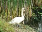 Swan standing on guard