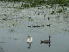 Adult swans with cygnets on Presqu'ile Bay