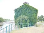 Meyer's Mill Covered in Ivy -August '07