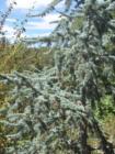 Gorgeous evergreen tree in Dart Canyon, Crestline that I can't seem to find the name of...